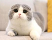 高地折耳猫,温顺圆脸的秘密守护者